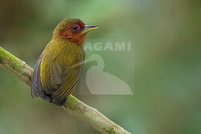 Rufous Piculet (Sasia abnormis) Perched on a branch in Borneo stock-image by Agami/Dubi Shapiro,