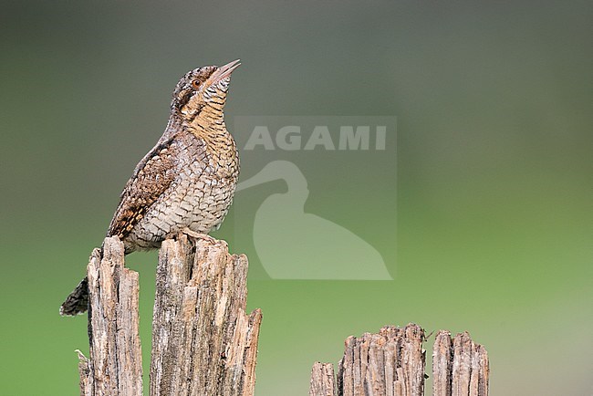Adult male Eurasian Wryneck (Jynx torquilla) in the Aosta valley in northern Italy. Singing from an old fench pole. stock-image by Agami/Alain Ghignone,