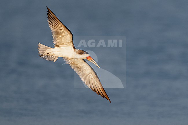 Black Skimmer (Rynchops niger) flying over water in Florida USA. stock-image by Agami/Marcel Burkhardt,