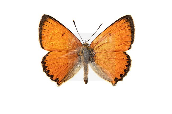 Scarce Copper, Morgenrood, Lycaena virgaureae stock-image by Agami/Wil Leurs,