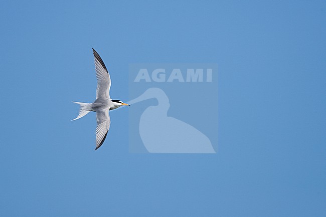 Dwergstern volwassen vliegend; Little Tern adult flying stock-image by Agami/Menno van Duijn,