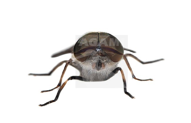 Tabanus maculicornis stock-image by Agami/Wil Leurs,