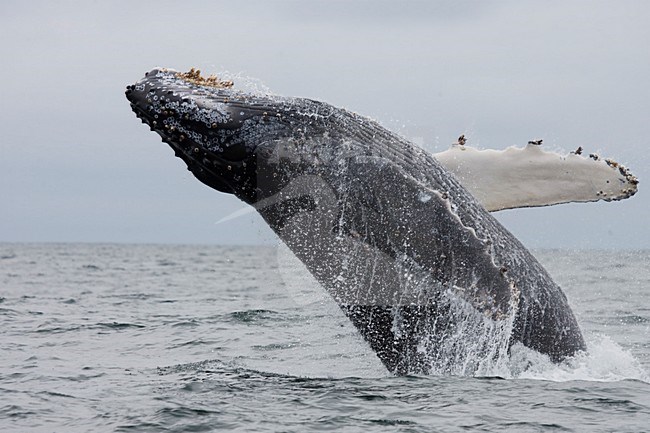Springende Bultrug; Jumping Pacific Humpback stock-image by Agami/Martijn Verdoes,