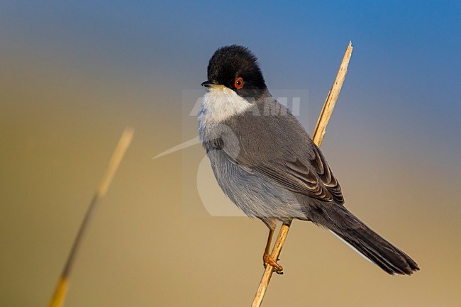 Kleine Zwartkop op tak; Sardinian Warbler on a branch stock-image by Agami/Daniele Occhiato,