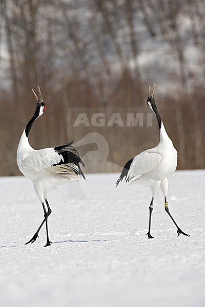 Red-crowned Crane display; Chinese Kraanvogel baltsend stock-image by Agami/Marc Guyt,