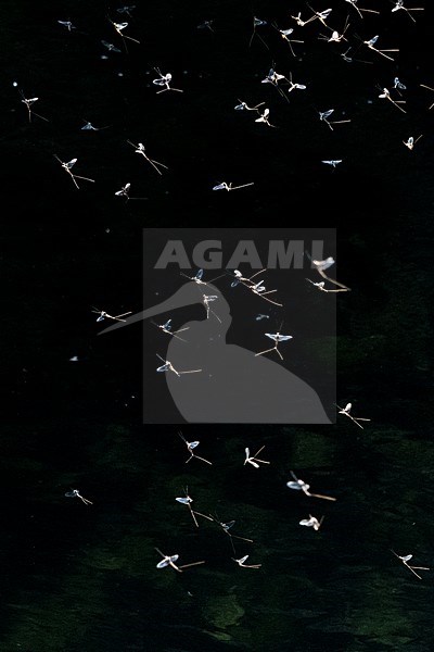 Mayflies, Ephemera vulgaris, in flight over Obrh river. Markovec, Inner Carniola, Slovenia stock-image by Agami/Sergio Pitamitz,