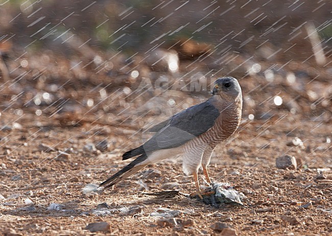 Balkansperwer op een prooi; Levant Sparrowhawk on prey stock-image by Agami/Markus Varesvuo,
