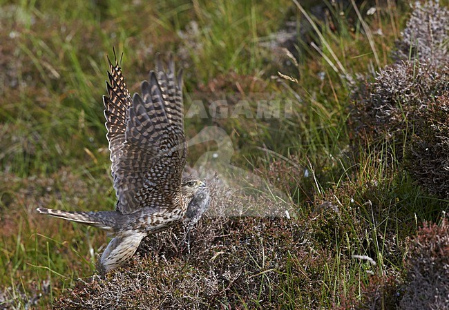 Smelleken vliegend met prooi, Merlin in flight with prey stock-image by Agami/Markus Varesvuo,