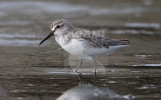 Broad-billed Sandpiper (Limicola falcinellus sibirica) wading in salt pans of Khok Kham in Thailand. stock-image by Agami/Brian Sullivan,