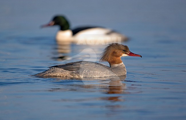 Vrouwtje Grote Zaagbek; Female Goosander stock-image by Agami/Markus Varesvuo,