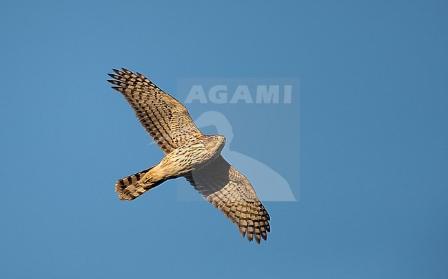 Juvenile Cooper's Hawk (Accipiter cooperii) in flight at migration at Cape May, New Jersey, USA stock-image by Agami/Helge Sorensen,
