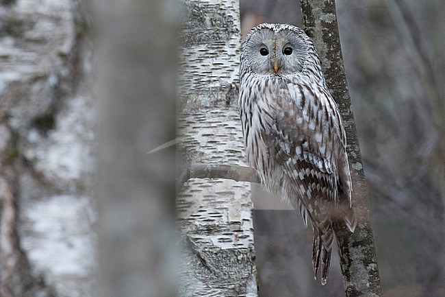 Ural Owl, Strix uralensis, perched in a tree in Estonia. stock-image by Agami/Han Bouwmeester,