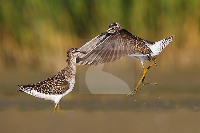 Two fighting Wood Sandpipers (Tringa glareola) during migration in Italy. Action in shallow water. stock-image by Agami/Daniele Occhiato,