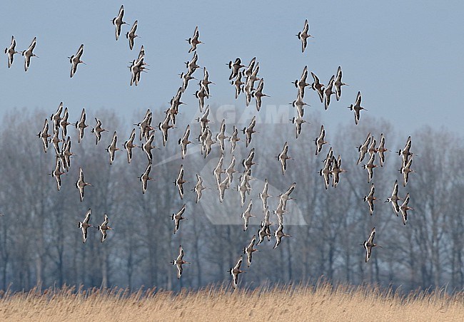 Black-tailed Godwit (Limosa limosa), group in flight, seen from the side above a reed field, showing upperwings. stock-image by Agami/Fred Visscher,