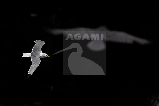 Black-legged Kittiwake (Rissa tridactyla), adult in flight seen from the above, Southern Region, Iceland stock-image by Agami/Saverio Gatto,