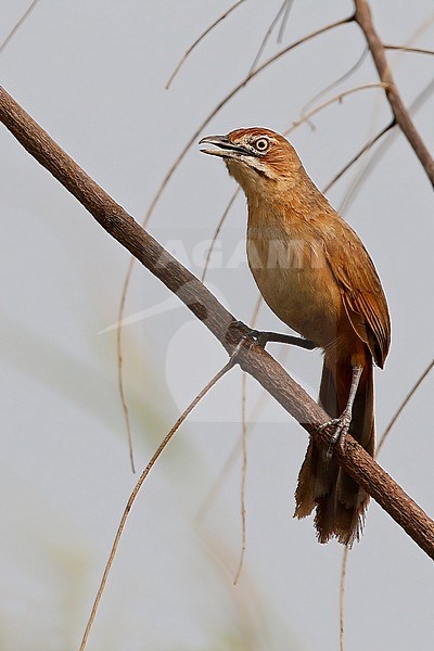 Moustached Grass-warbler (Melocichla mentalis) perched on a branch in a rainforest in Ghana. stock-image by Agami/Dubi Shapiro,
