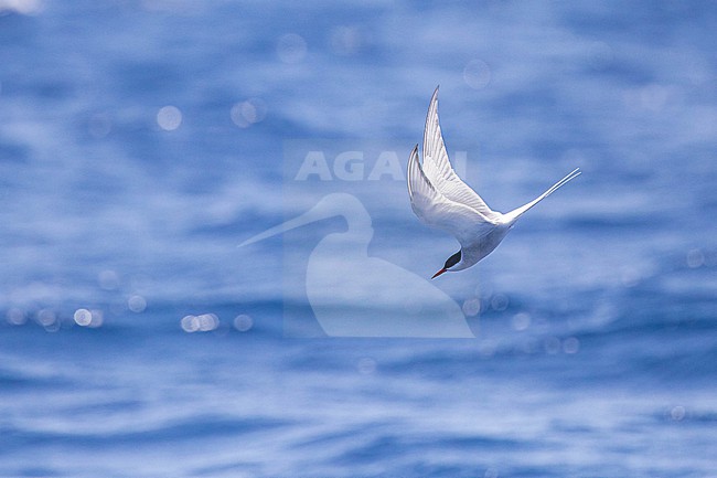 Arctic tern (Sterna paradisea) flying against the sea as backgound, near Raso island, Cape Verde. stock-image by Agami/Sylvain Reyt,
