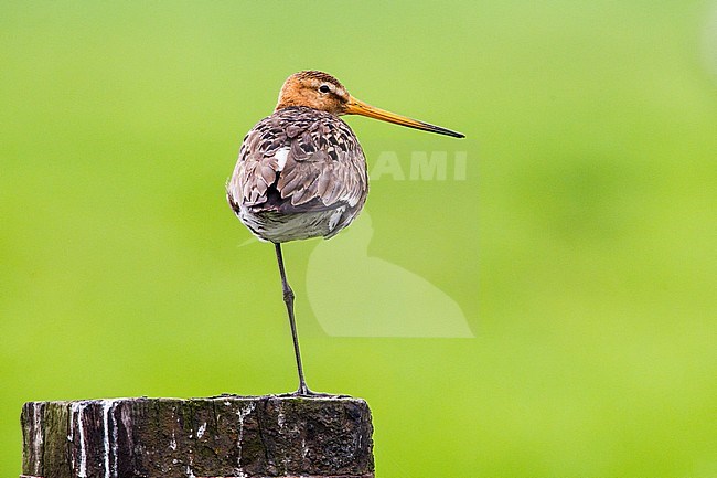 Grutto, Black-tailed Godwit stock-image by Agami/Menno van Duijn,