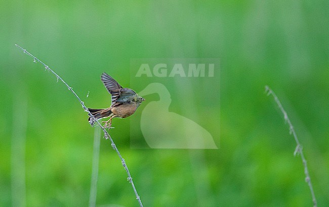 Adult male Ortolan Bunting (Emberiza hortulana) in flight with green meadow and grass as background. stock-image by Agami/Markku Rantala,