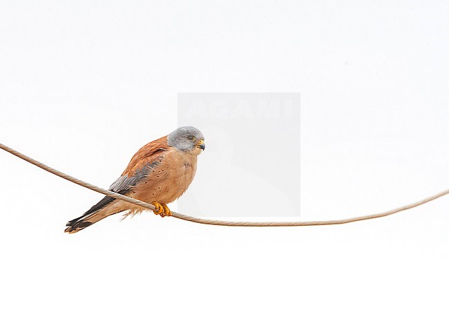 Male Lesser Kestrel (Falco naumanni) perched on a wire during migration in Israel. stock-image by Agami/Marc Guyt,