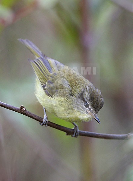 Flores Leaf Warbler (Phylloscopus floresianus) on Flores, Indonesia. stock-image by Agami/James Eaton,