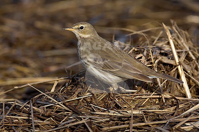 Waterpieper, Water Pipit, Anthus spinoletta stock-image by Agami/Daniele Occhiato,