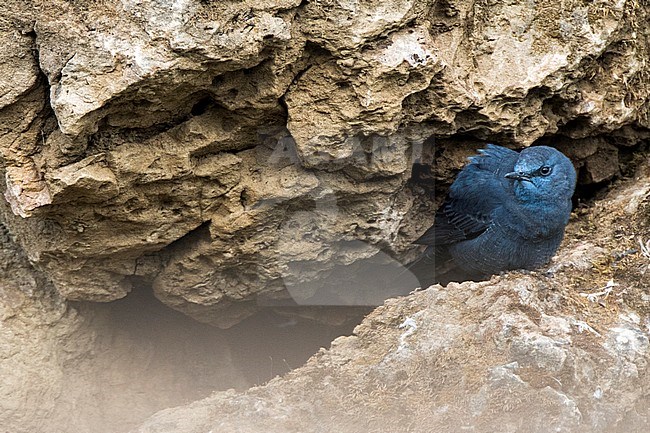 Blue Rock Thrush; Blauwe Rotslijster; Monticola solitarius stock-image by Agami/Oscar Díez,