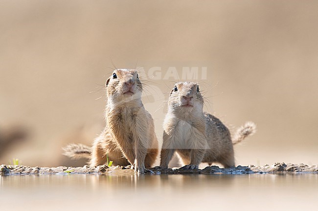  stock-image by Agami/Han Bouwmeester,