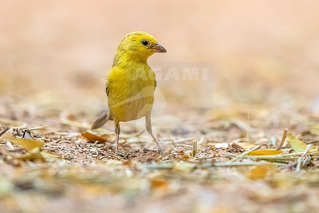 Probably first summer male Sudan Golden Sparrow (Passer luteus) sitting on the ground in Atar, Mauritania. stock-image by Agami/Vincent Legrand,