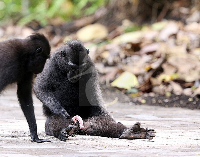 Celebes crested or Sulawesi crested macaque (Macaca nigra) two on the road stock-image by Agami/James Eaton,