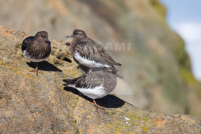 Zwarte Steenloper zittend op rotsen; Black Turnstone perched on rocks stock-image by Agami/Martijn Verdoes,