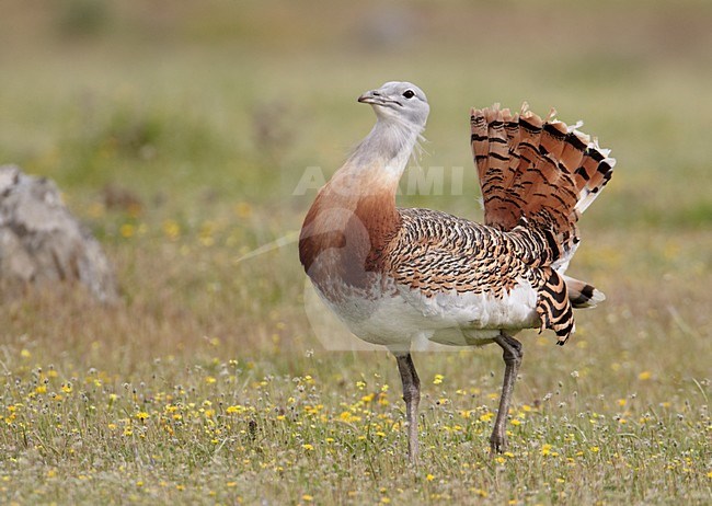Mannetje Grote trap; Male Great Bustard stock-image by Agami/Markus Varesvuo,