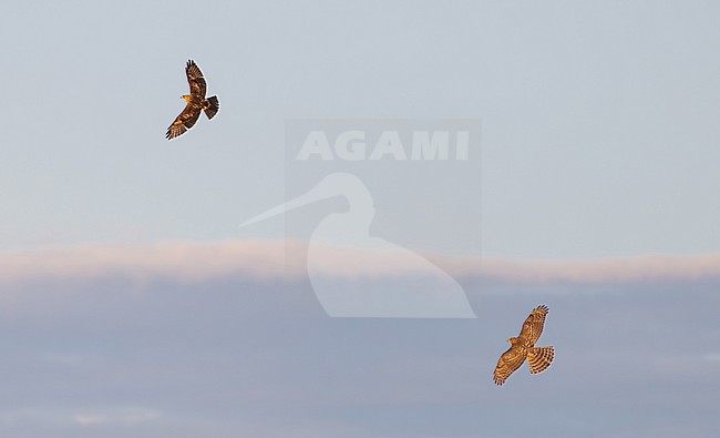 American Goshawk, Accipiter atricapillus, in flight in North America. stock-image by Agami/Ian Davies,
