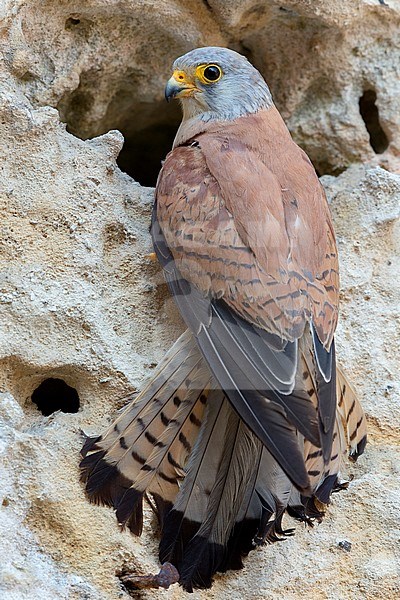 Lesser Kestrel, male, immature, Matera, Basilicata, Italy (Falco naumanni) stock-image by Agami/Saverio Gatto,
