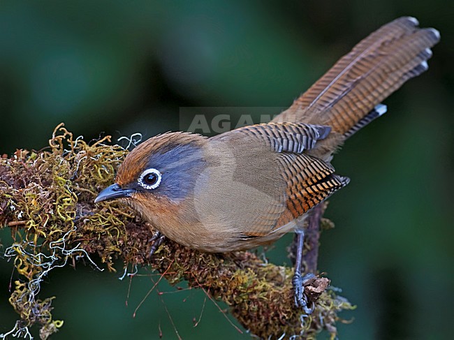 Brilstreepvleugel op tak, Spectacled Barwing on branch stock-image by Agami/Alex Vargas,