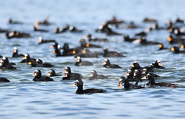 Male Surf Scoters (and some Black Scoters) are already on their way to it's wintering grounds. After fertilize the females at the high tundra they quickly return south, not caring about feeding and nursing their offspring. Some lazy life ;) They gather together for moulting their feathers. stock-image by Agami/Eduard Sangster,