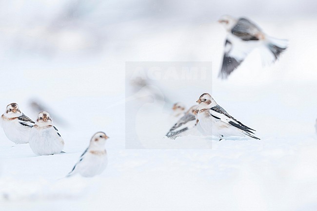  stock-image by Agami/Marcel Burkhardt,