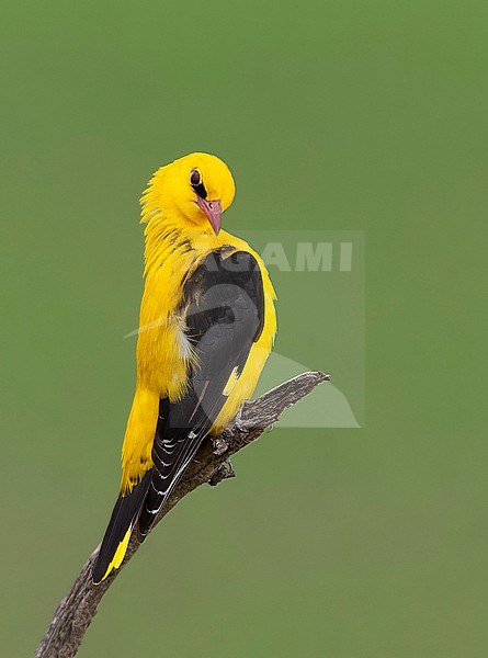 Male European Golden Oriole, Oriolus oriolus, in Europe. stock-image by Agami/Marc Guyt,