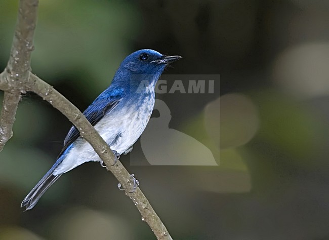 Hainanniltava, Hainan Blue-Flycatcher, Cyornis hainanus stock-image by Agami/Alex Vargas,