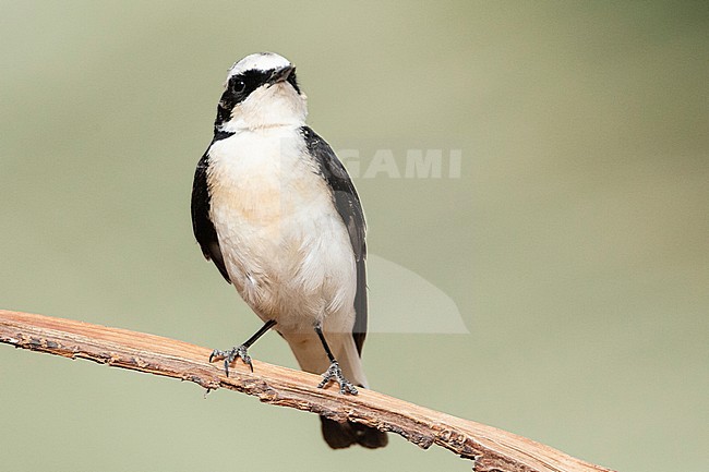 Vittata Pied Wheatear (Oenanthe pleschanka vittata) at KM20, near Eilat, Israel. First record for Israel stock-image by Agami/Marc Guyt,