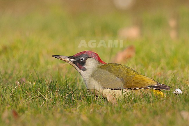 Eurasian Green Woodpecker - Grünspecht - Picus viridis ssp. viridis, Germany, adult male stock-image by Agami/Ralph Martin,