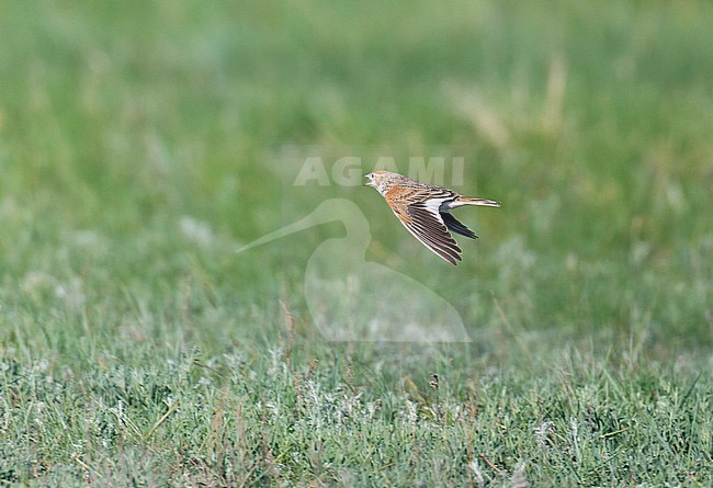 Adult male White-winged Lark (Melanocorypha leucoptera) singing in flight over the steppes of Kazakhstan during spring. stock-image by Agami/Dick Forsman,