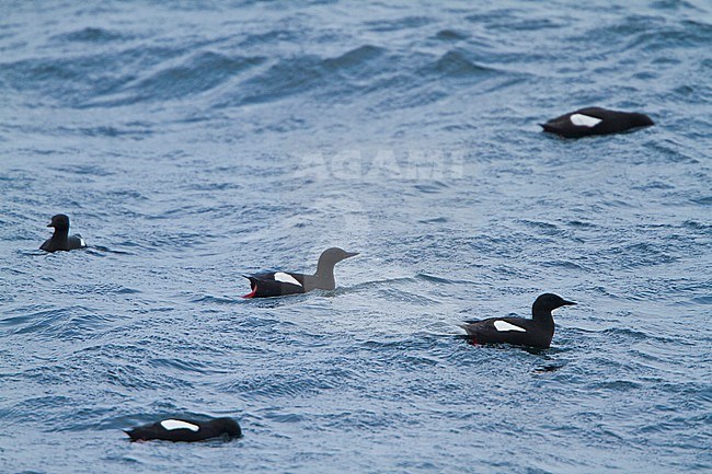 Black Guillemot (Cepphus grylle) swimming in the Atlantic Ocean off the coast of Newfoundland, Canada. stock-image by Agami/Glenn Bartley,