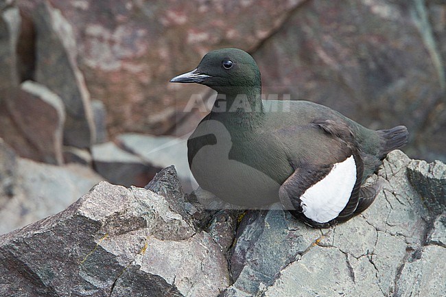 Black Guillemot (Cepphus grylle) perched on a cliff off Newfoundland, Canada. stock-image by Agami/Glenn Bartley,