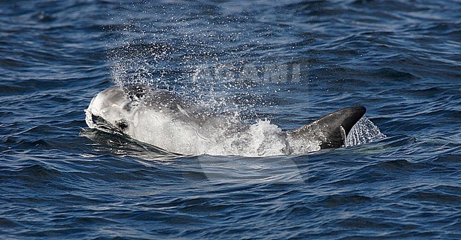 Gramper, Risso's Dolphin, Grampus griseus stock-image by Agami/Hugh Harrop,