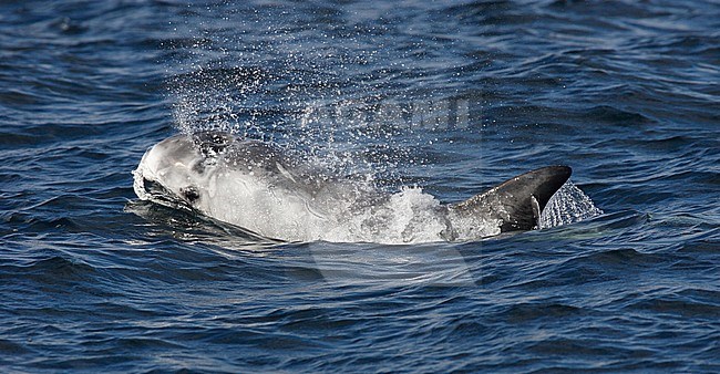 Gramper, Risso's Dolphin, Grampus griseus stock-image by Agami/Hugh Harrop,