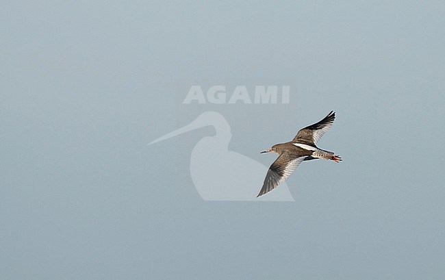 Icelandic Redshank, Tringa totanus robusta, in flight at Liseleje, Denmark stock-image by Agami/Helge Sorensen,