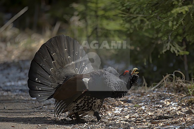 Western Capercaillie (Tetrao urogallus), side view of a male displaying on frosty ground in Finland stock-image by Agami/Kari Eischer,