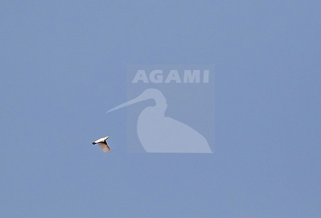 Male Yellow-billed Cotinga (Carpodectes antoniae) in Costa Rica. stock-image by Agami/Pete Morris,
