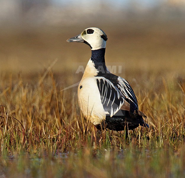 Adult Steller's Eider (Polysticta stelleri) at the breeding area during arctic spring in Alaska, United States. stock-image by Agami/Dani Lopez-Velasco,